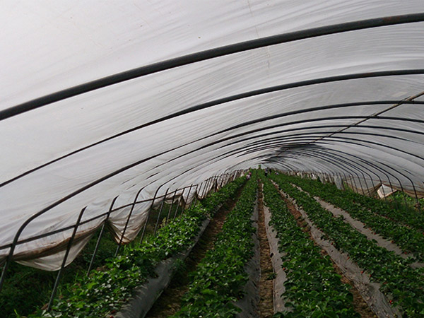 成都农膜大棚蔬菜基地