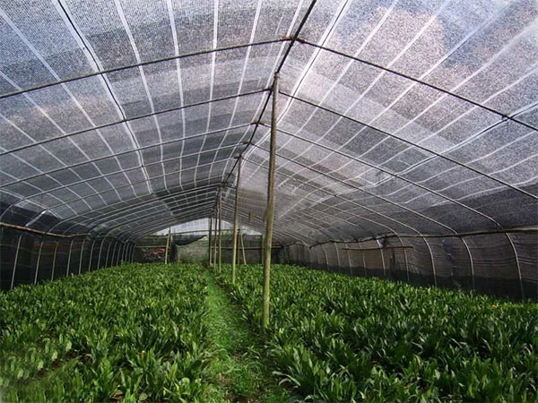 四川大棚篷布农作物种植